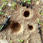 Spiralborr för plantering